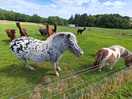 Hosses