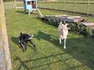 Large goat enclosure that even has an assault course for them