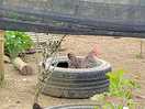 Chickens!!!!!