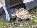 Our tortoise enjoyed his stay too