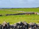 Some of the cows, my son loved watching them.