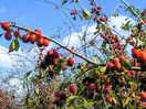 Lovely plums