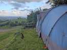 Pitched up with the farm cat