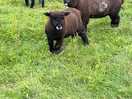 Nice sheep