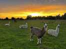 Llamas and alpacas