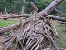 Natural playground for the kids in the woods
