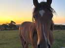 Morning from the horse!
