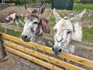 Feeding donkeys