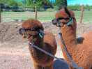 Alpaca walking