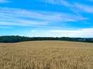 Fields behind campground