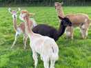 Very friendly and funny alpacas, came over to us when we walked down to see them
