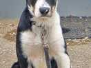 On site friendly dog, beautiful
