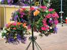 Beautiful flowers outside shop on site