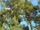 Lovely trees in country park.