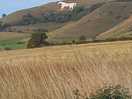 View from bottom to white horse!