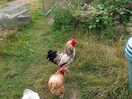 Friendly chickens 🐔