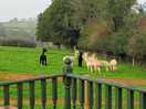 Alpacas in paddock