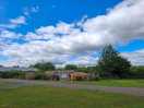 Pineapple farm