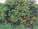 Lovely walks amongst orange groves