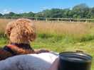 Dogs enjoying the view