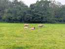 Sheep!
