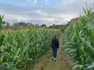 Cornfields !