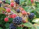 Wild backberries lining the fields in early september.
