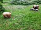 Pigs