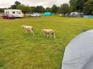 More sheep on the loose at the camp site