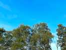 Pine trees