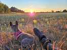 Little walk away catch catch sunset and see deer running across