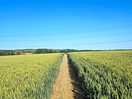 Local walk