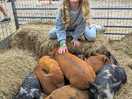 With pigs at the farm