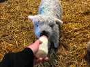 Lambs