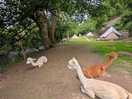 More of the alpacas