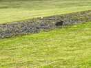 Wild rabbits
