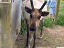 Rudy reindeer