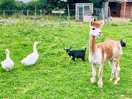 Alpaca & goats