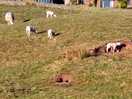 Free roaming
