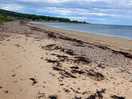 Golspie beech