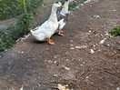 Ducks and chickens on site