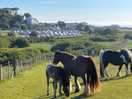 Ponies