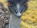 Emu
