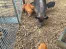 Pigs in main animal area