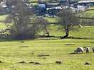 Our caravan while on a walk