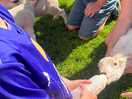 Feeding lambs