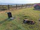 My dog likes this place