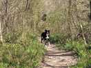 Forest walk