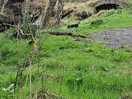 The old bridge of livet