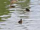 Ducks